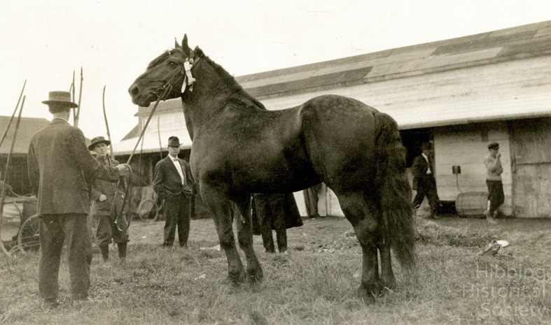 Saint Louis County Fair at Poole, showing horse